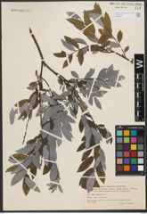 Foto von Salix sibirica Pall.